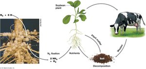 Relationship between microbes in the soil, plant roots, and livestock
