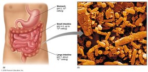 Microbes in the gut affecting by pH