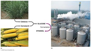 Relationship between corn and ethanol- biofuels