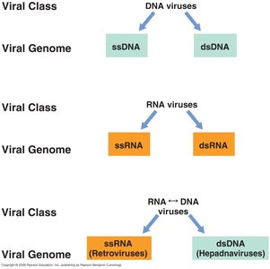 Viral genome types and classes