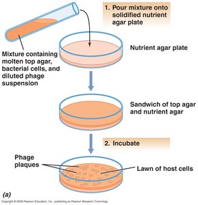 Plaque assay setup