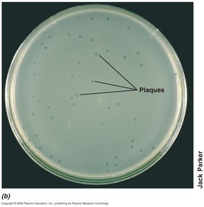 Plaques on agar plate