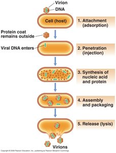 Steps of viral replication