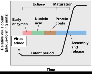 One-step growth curve of virus replication