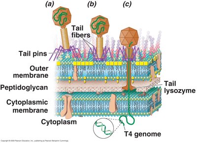 Attachment and penetration of bacteriophage T4