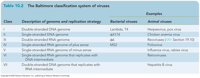 Baltimore classification system of viruses