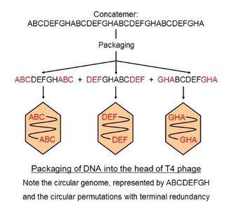 Packaging of T4 phage DNA