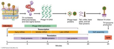 Timeline of T4 phage replication