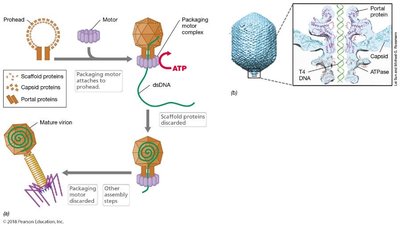 T4 phage assembly and packaging