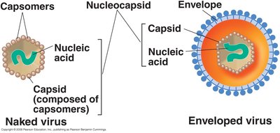 Structure of naked and enveloped viruses