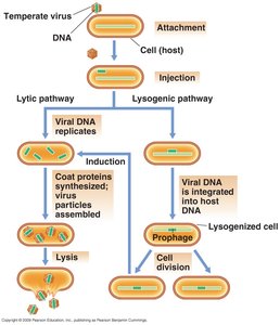 Lytic and lysogenic pathways of temperate viruses