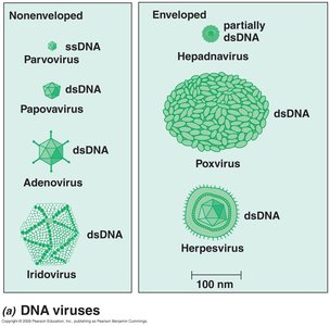Animal virus structure