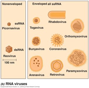 Animal virus structure