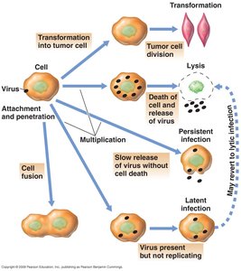 Consequences of virus infection in animal cells