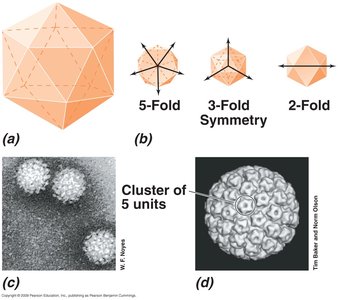 Icosahedral symmetry in viruses