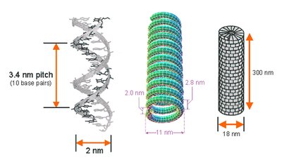 Helical symmetry in viruses