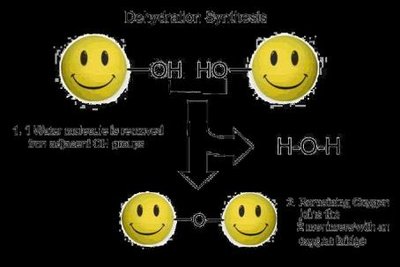 Dehydration synthesis process