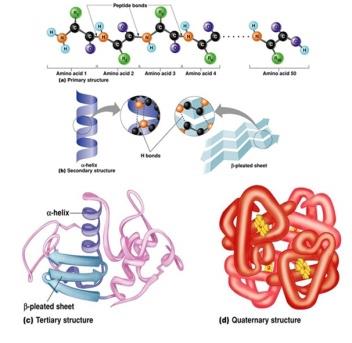 Levels of protein structure
