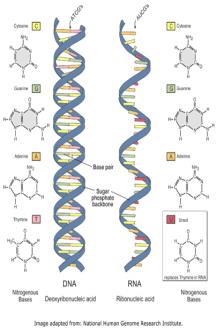 Comparison of DNA and RNA structure