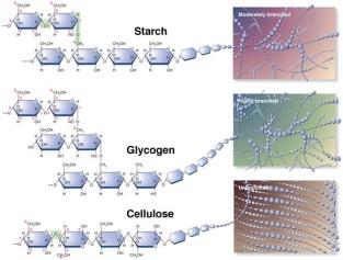 Structures of starch, glycogen, and cellulose
