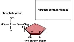 Nucleotide structure