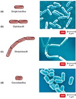 Arrangements of bacilli: single, diplobacilli, streptobacilli, coccobacilli
