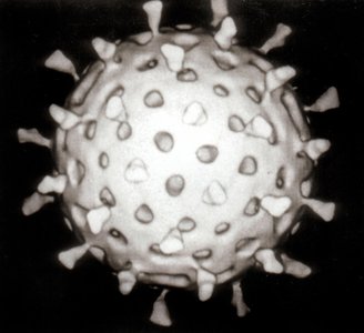 Animal virus with glycoprotein spikes