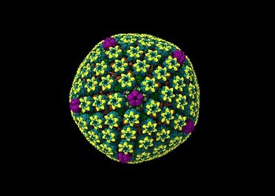 3D model of papillomavirus structure