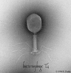 Bacteriophage T4 structure