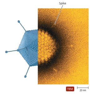 TEM of animal virus with spike protein