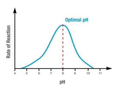 Effect of pH on enzyme activity