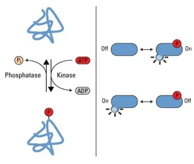 Phosphorylation and enzyme regulation