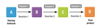 Diagram of a metabolic pathway with intermediates and enzymes