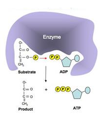 Substrate-level phosphorylation diagram