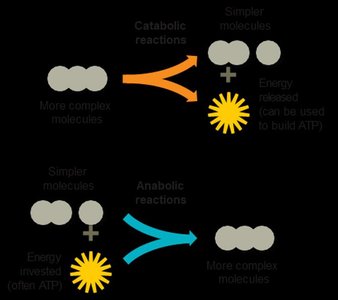 Catabolic and anabolic reactions diagram