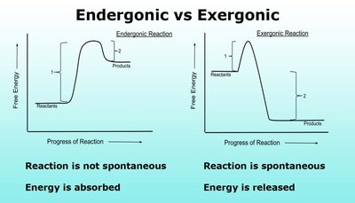 Endergonic vs exergonic reactions graph
