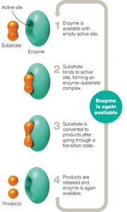 Enzyme-substrate interaction diagram