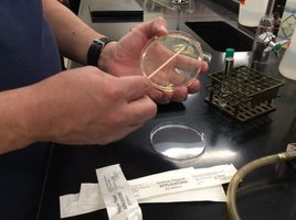 Sampling sole of shoe for microorganisms