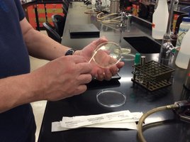 Sampling behind the ear for microorganisms