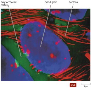 Confocal microscopy image showing 3D structure