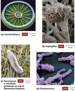 Examples of SEM images of various microorganisms