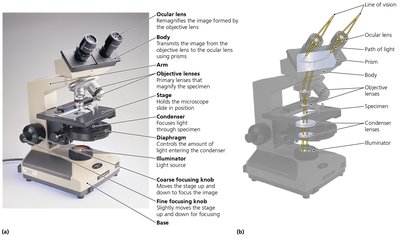 Parts and light path of a compound microscope