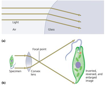 Light refraction and image magnification by a convex glass lens
