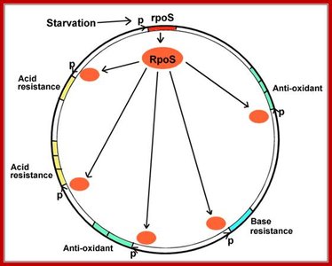 Diagram of RpoS sigma factor controlling multiple stress response regulons