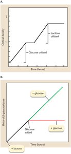 Diauxic growth curve and catabolite repression of lac operon