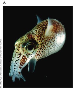 Hawaiian bobtailed squid, host for Vibrio fischeri