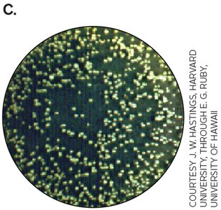 Vibrio fischeri colonies in light (not visible)