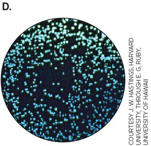 Vibrio fischeri colonies in darkness (bioluminescent)