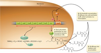 Lux operon regulation and bioluminescence in Vibrio fischeri