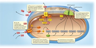 Quorum-sensing regulation of transformation in Streptococcus